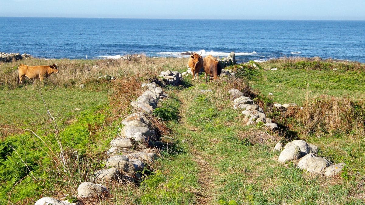 Caminho Português – Porto > Santiago de Compostela