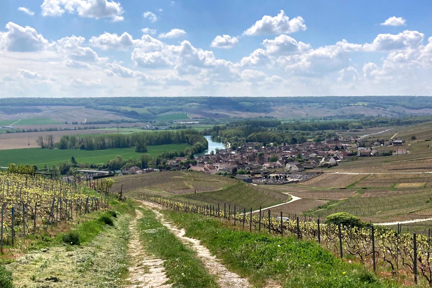 hardy-bart_campaniensis