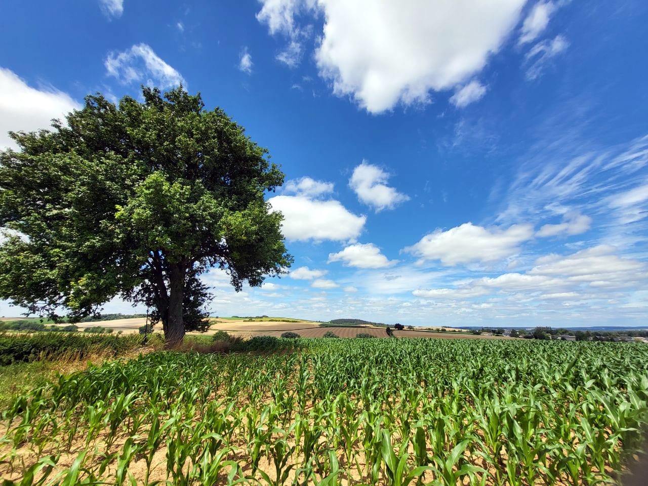 france-vankerckhove_campaniensis