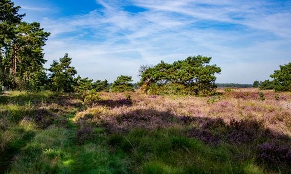 Bleker- en Riebosserheide