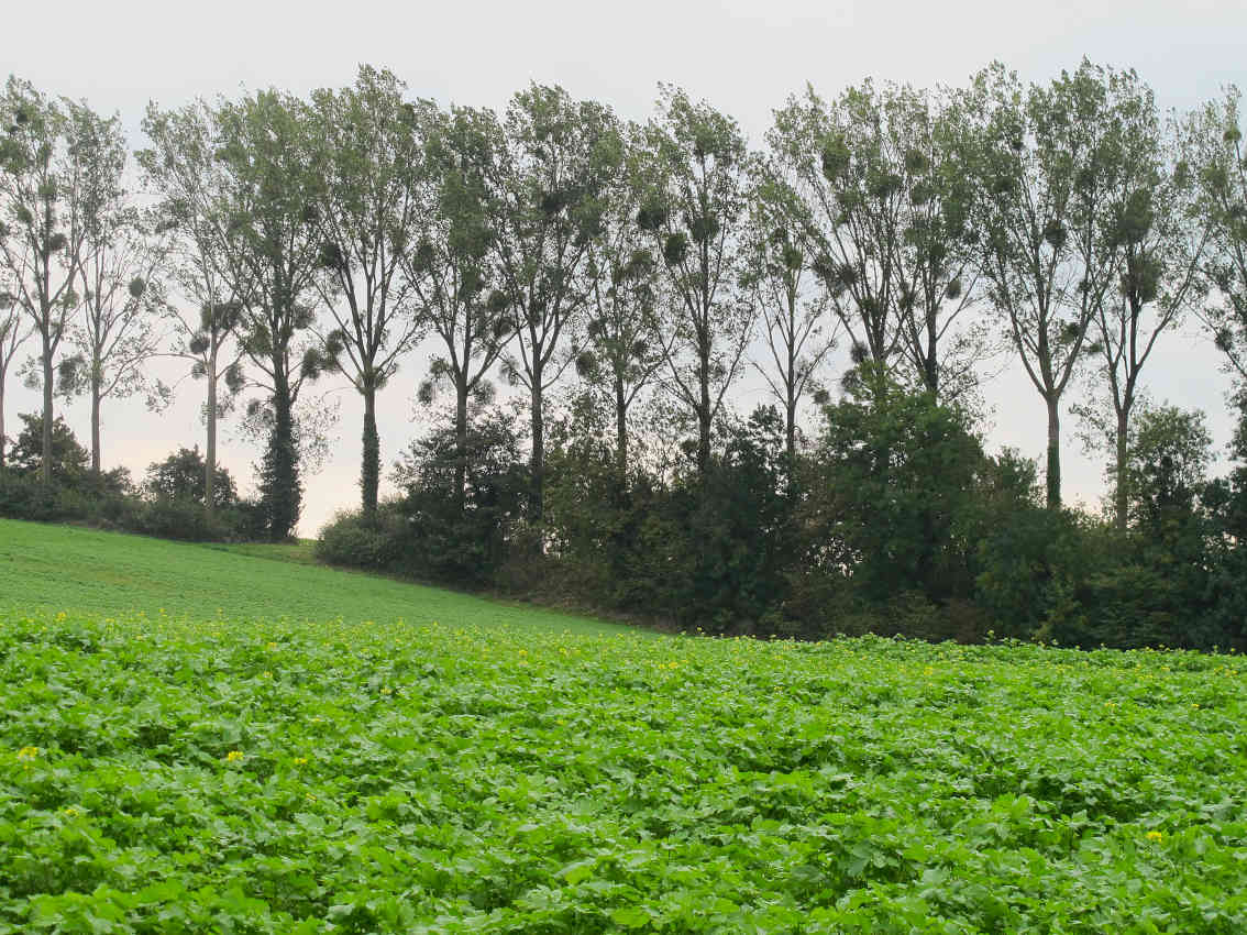 Limburgica maretakken